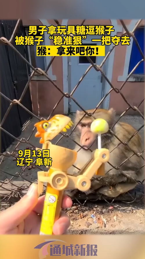 9月13日遼寧,男子拿玩具糖逗猴子,被猴子 穩(wěn)準狠 一把奪去 猴 拿來吧你